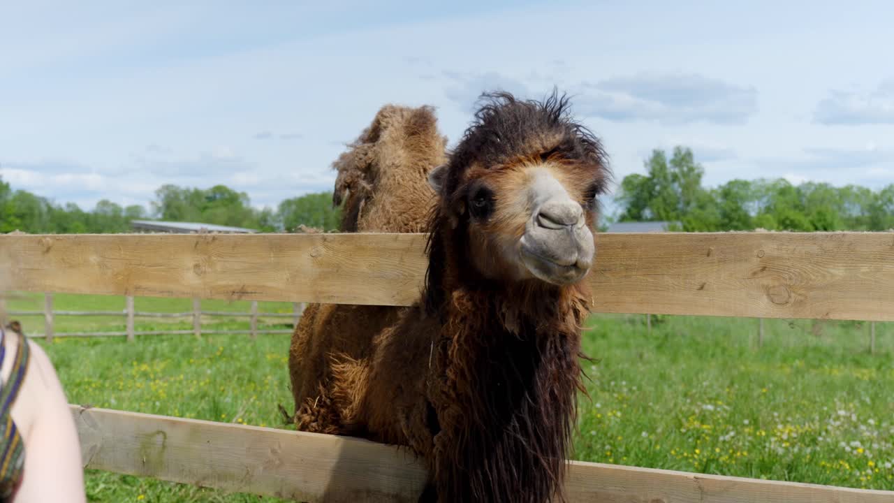 Camel with a fluffy fur standing at a wooden fence on a farm, looking playful