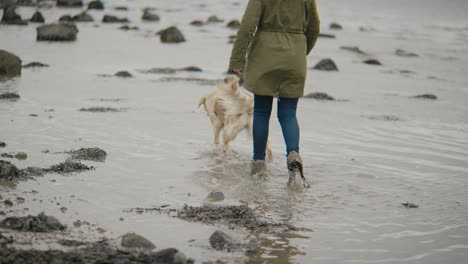 golden retriever and owner walk through shallow water on beach