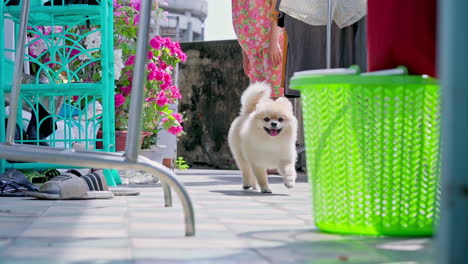 slow motion of a playful cute pomeranian dog are running towards the camera in a hall way