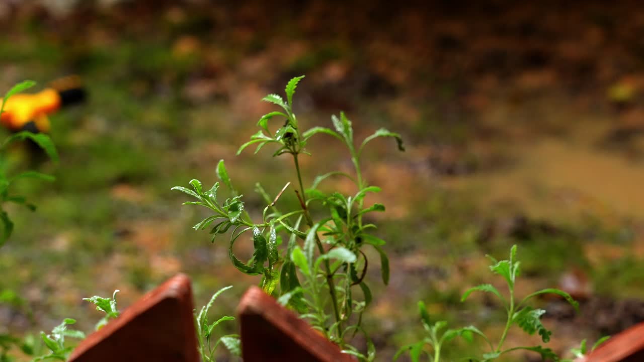 4K 50fps close-up of green lavender plants (Lavandula) growing on wet soil near a stream. Fresh aromatic herbs in a natural environment