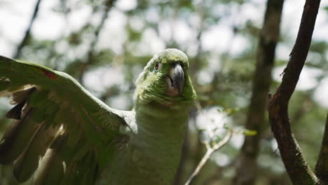 parrot talking with tourists amazonas ecuador