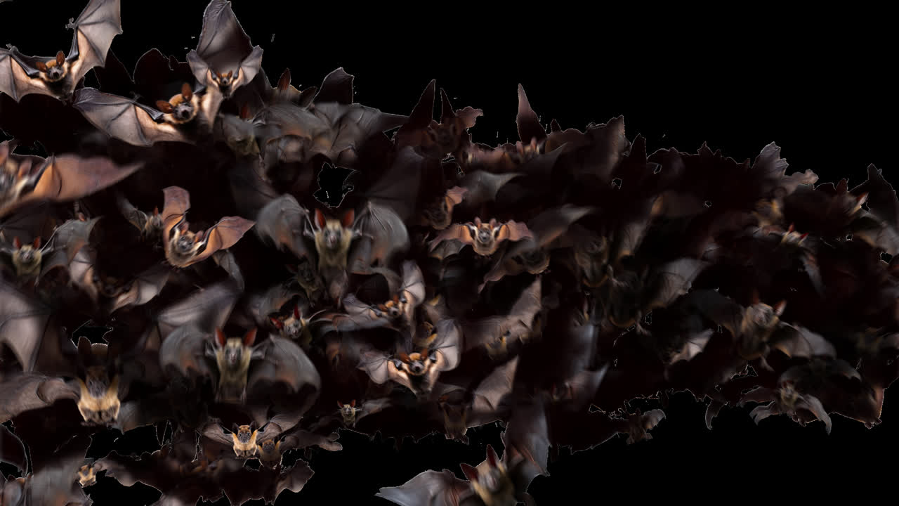 Bats Flying Towards Screen Halloween Transition with Alpha Transparency