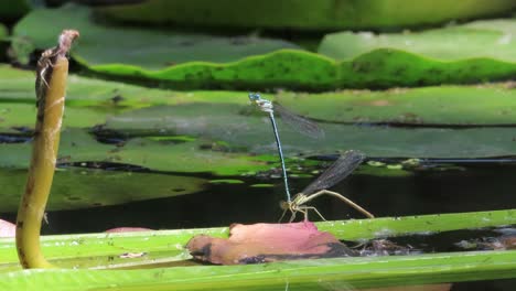 dark spreadwing on a green leaf on a lake copulating together