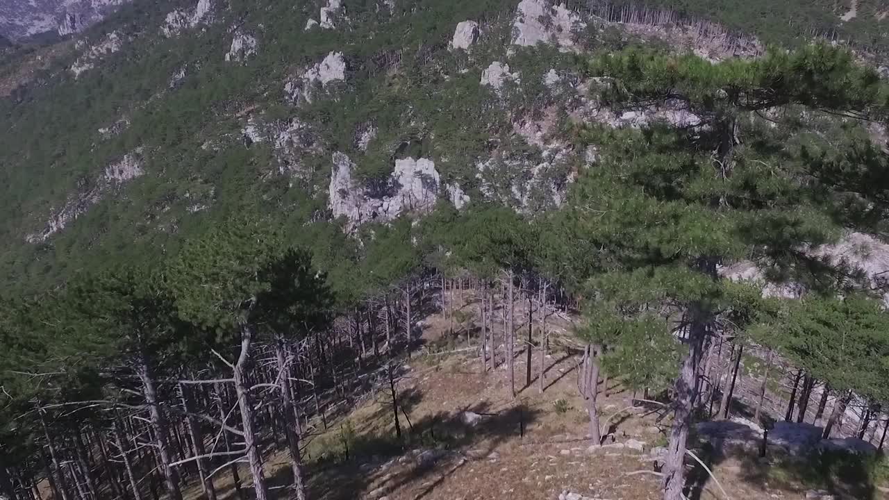 paisaje forestal de montaña