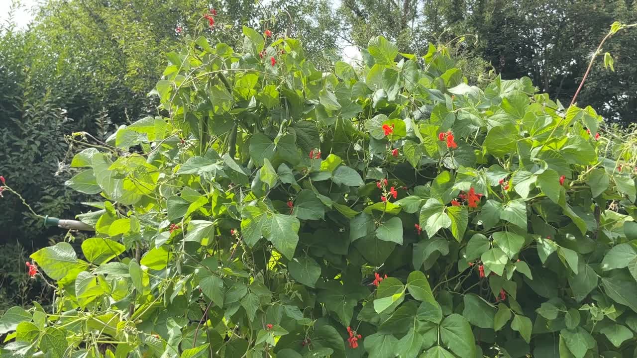 Runner beans with scarlet flowers growing on bamboos in summer