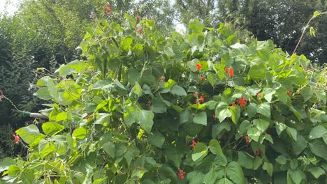 runner beans with scarlet flowers growing on bamboos in summer