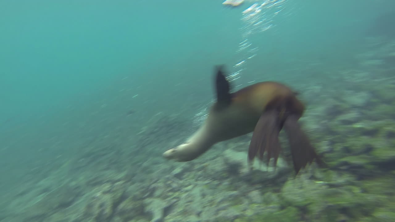juguetón león marino de galápagos bajo el agua en la isla campeona frente a la isla floreana en el parque nacional galápagos ecuador