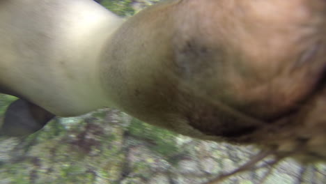 juguetón león marino de galápagos bajo el agua en la isla campeona frente a la isla floreana en el parque nacional galápagos ecuador