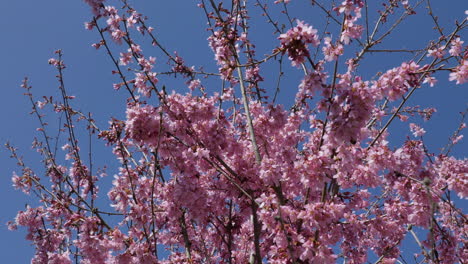 swarm of wild honey bees flying around cherry tree and collecting nectar pollen of cherry blossom on spring sunny day.