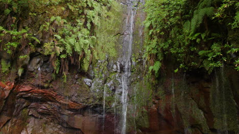 Cascada-25-Fuentes-Cascada-Da-Riesgo-Madeira-Selva-Tropical-Exótica