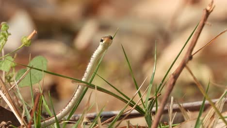 Bronzeback-tree-snake-looking-on-camera-