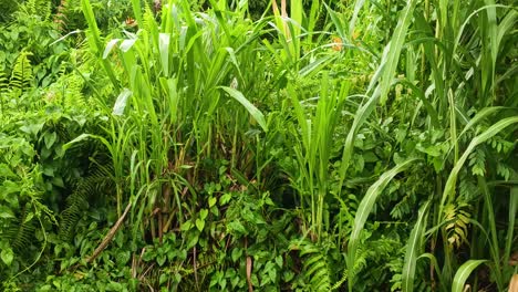 緑の灌木と雨の滴 自然