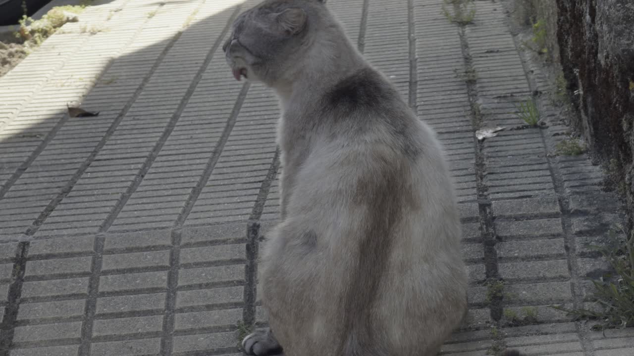 hermoso gato gris rascándose y aseándose en la acera en un día de verano
