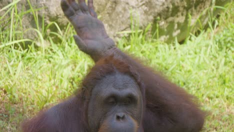 orangután levantando sus brazos, parecido a un ejercicio