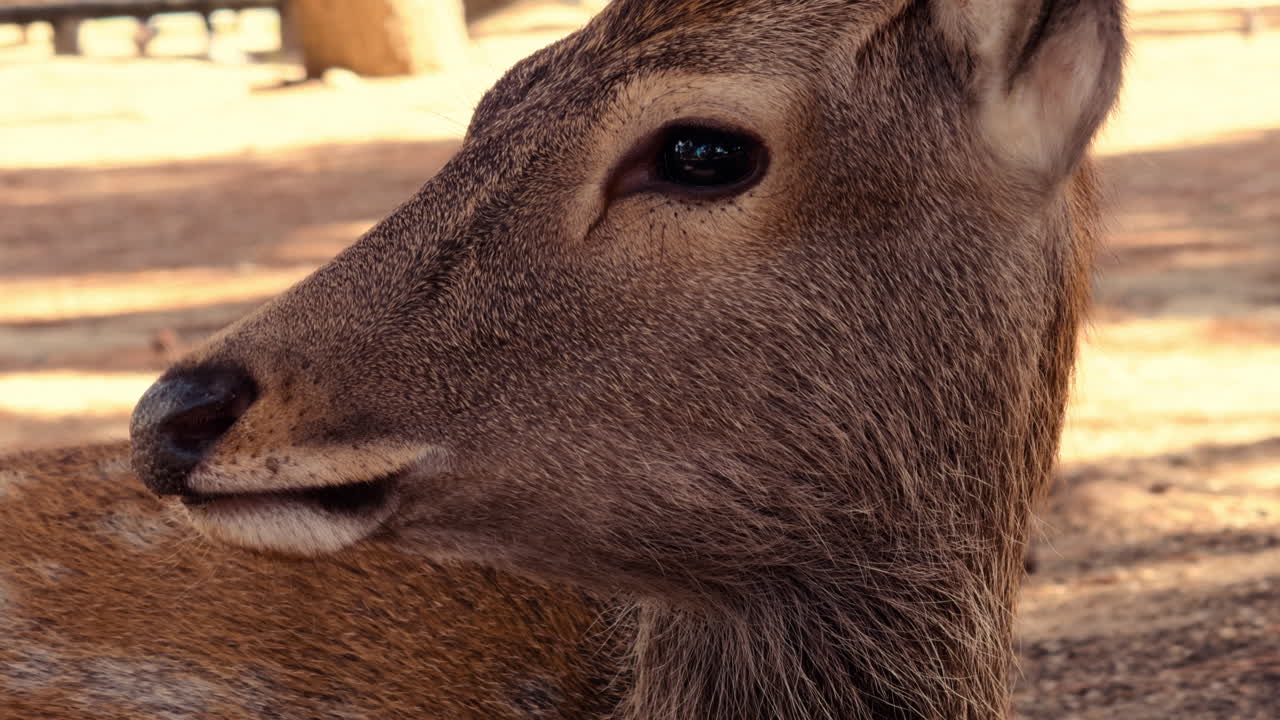 A serene side profile of a Sika deer resting on the ground in warm sunlight, capturing the texture of its fur and calm demeanor