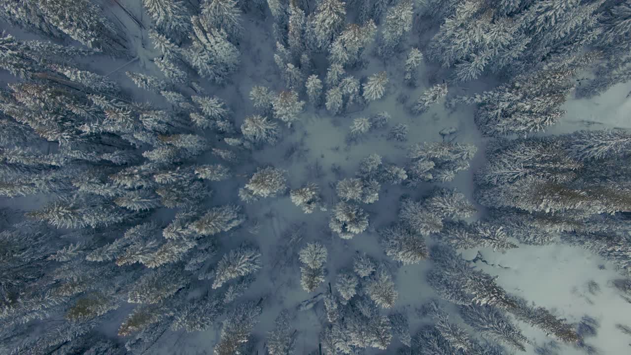 invierno nevado bosque de pinos colorado drone aéreo 4k