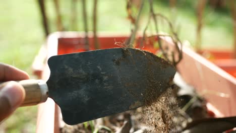 spraying water in a growing plant