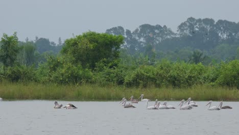 Ein-BIFG-Schwarm-Schwimmt-Mit-Dieser-Schönen-Landschaft-Nach-Links,-Fleckenpelikan-Oder-Graupelikan-Pelecanus-Philippensis,-Thailand