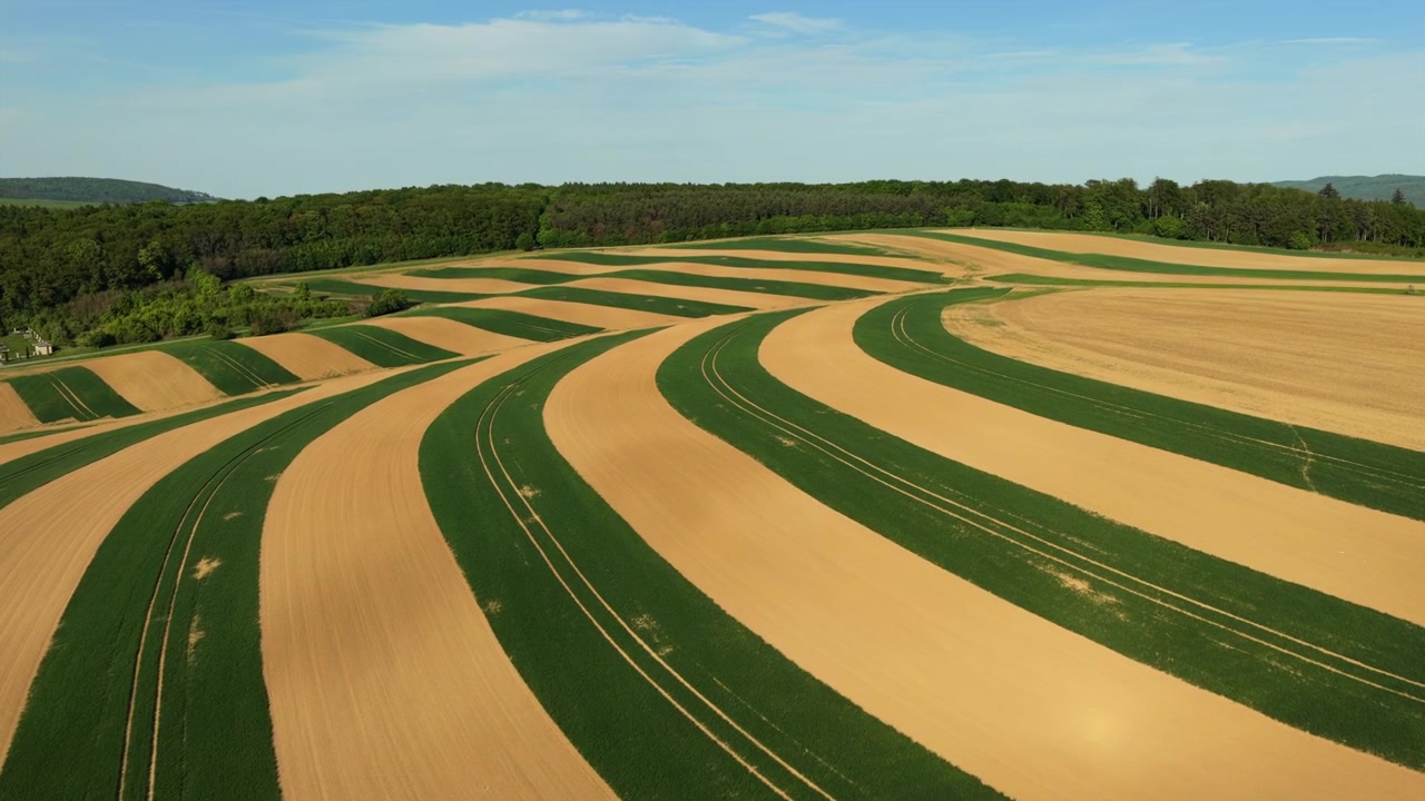Aerial drone view of sweeping contour-farmed fields with alternating green and tan curved crop strips creating bold geometric patterns, Moravia, Czech Republic.