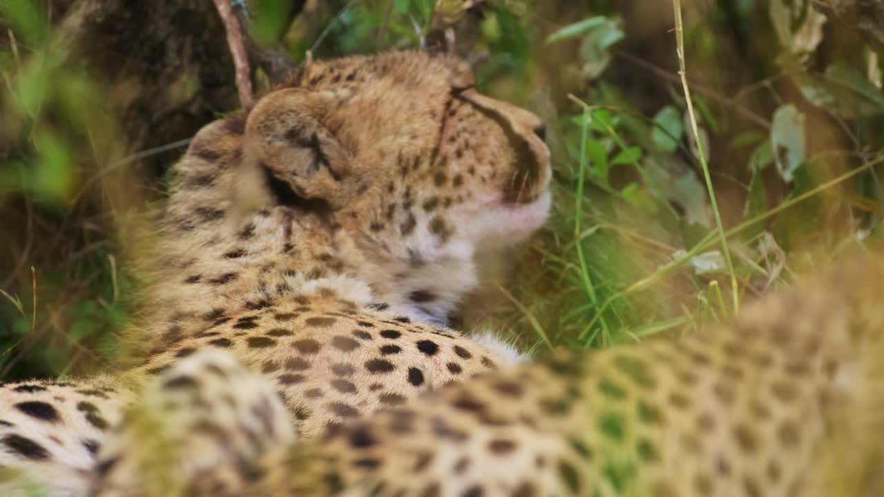 tomada en cámara lenta de un guepardo juguetón tratando de dormir, linda vida silvestre africana en la reserva nacional de masai mara, kenia, áfrica animales de safari en la reserva de masai mara norte
