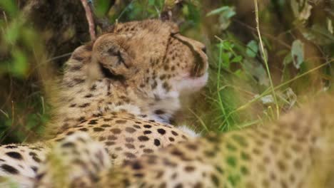 Toma-En-Cámara-Lenta-De-Guepardo-Juguetón-Tratando-De-Dormir,-Linda-Vida-Silvestre-Africana-En-La-Reserva-Nacional-De-Masai-Mara,-Kenia,-Animales-De-Safari-Africanos-En-La-Conservación-Del-Norte-De-Masai-Mara