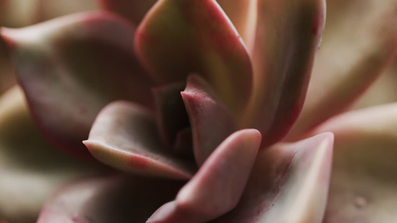 micro vídeo de un acercamiento de la planta de cactus verde con espacio de copia