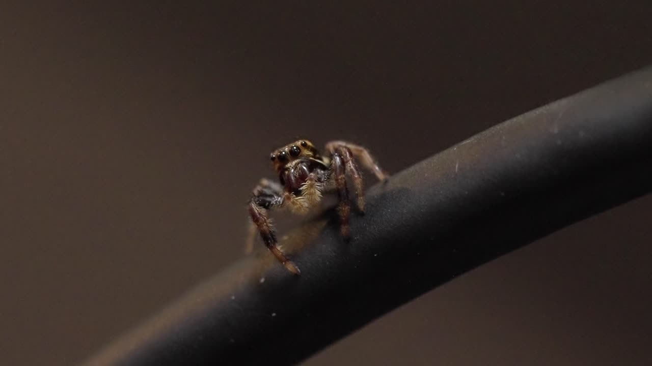 Tiny hairy jumping spider with big eyes. Extreme close-up wildlife shot.