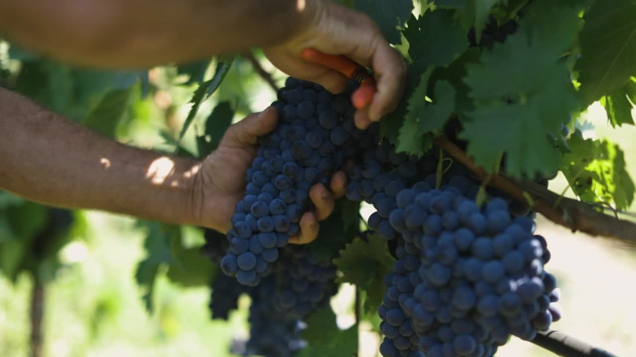 Old farmer cutting a grape from the vineyard