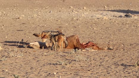 Zwei-Wachsame-Schakale-Mit-Schwarzem-Rücken-Erbeuten-Einen-Kadaver-Eines-Elenantilopen-In-Der-Kalahari