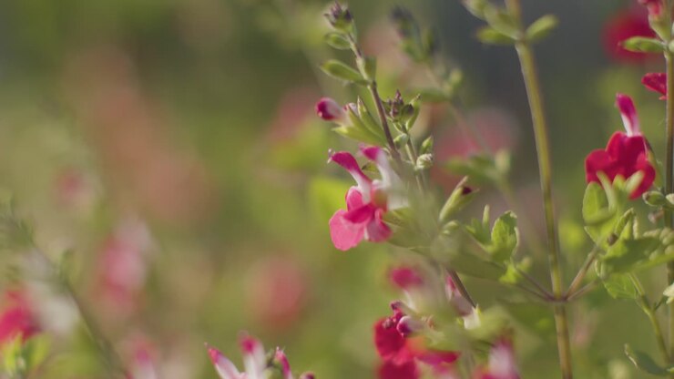 Primer plano de flores rojas y blancas en planta de salvia creciendo al aire libre 1.