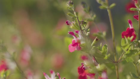 Nahaufnahme-Von-Roten-Und-Weißen-Blüten-Auf-Einer-Im-Freien-Wachsenden-Salvia-Pflanze-1