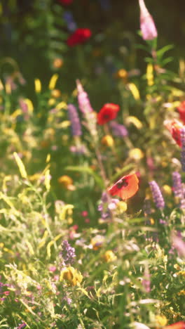 beautiful wildflower meadow in summer sunshine