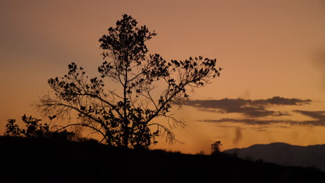 silueta de árbol durante la puesta de sol en las montañas de los andes