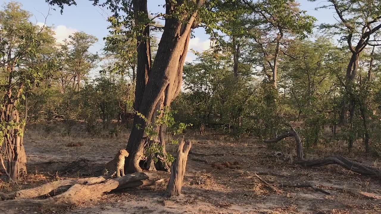 아프리카 표범은 건조한 보츠와나 부시랜드의 큰 나무 그늘에 앉아 있다