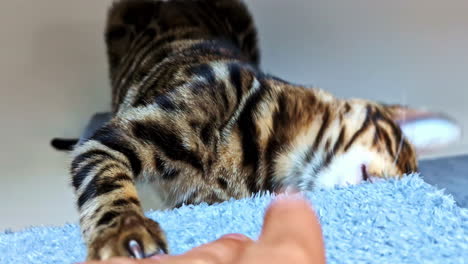 playful bengal cat interacting in riga, latvia. curious, energetic scene