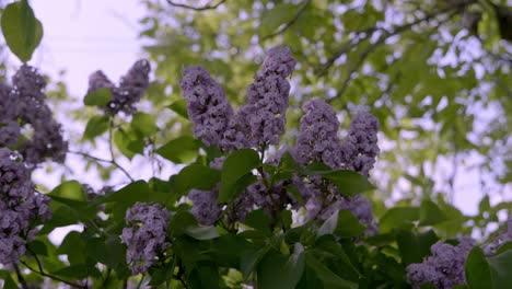 wind blowing on beautiful lilac flowers in bloom