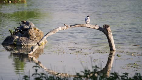 Chlidonias-Hybrida-Vogel-Aus-Der-Unterfamilie-Der-Sterninae,-Seeschwalben,-Mit-Orangefarbenem-Schnabel-Und-Weißem-Und-Grauem-Gefieder