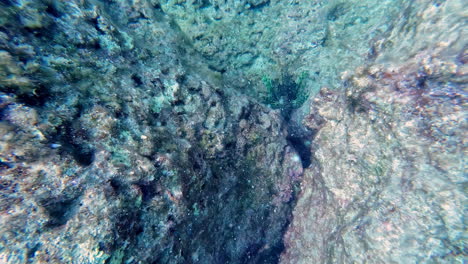 pov of a diver between stones on the ocean floor discovering a bottom fish