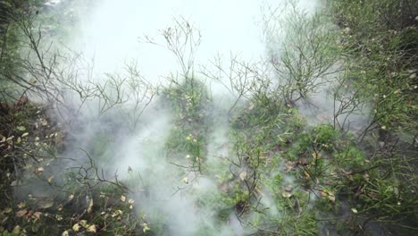 霧和煙霧在森林中的地面, 有<unk>和小植物