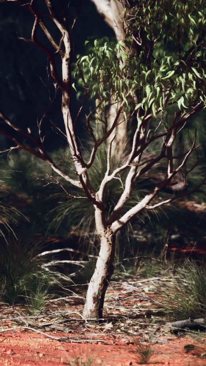 un solo árbol se alza en un arbusto