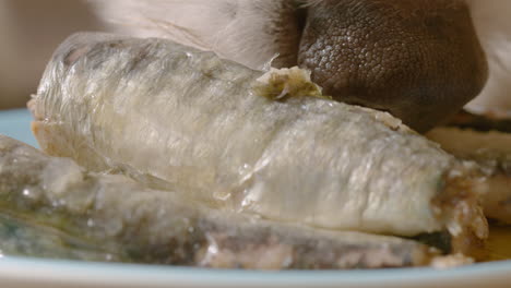 dog munches on fish from plate on floor, macro