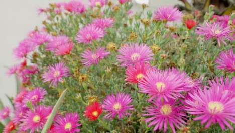 pink-flowers-in-the-morning