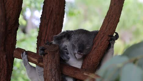 koala sleeps peacefully among eucalyptus branches