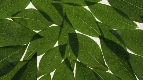 panorama. beautiful transparent leaves with dew drops on a white background. leaves texture. streaks and veins of the leaf