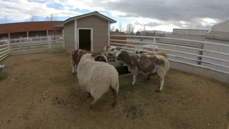 sheep and goats, one with three horns, eat hay in a farm pen