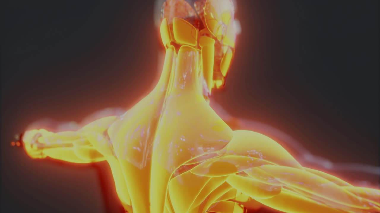 vista detallada de la anatomía muscular del cuerpo humano que destaca la estructura y la función