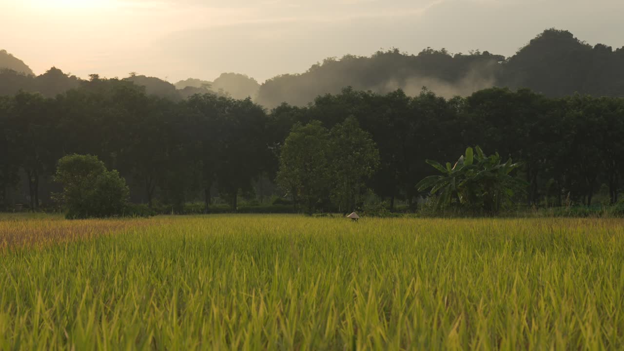 ทุ่งนาข้าวเขียวขจี พืชผลการเกษตรในชนบทเวียดนาม จังหวัดนิงบิ่ญ