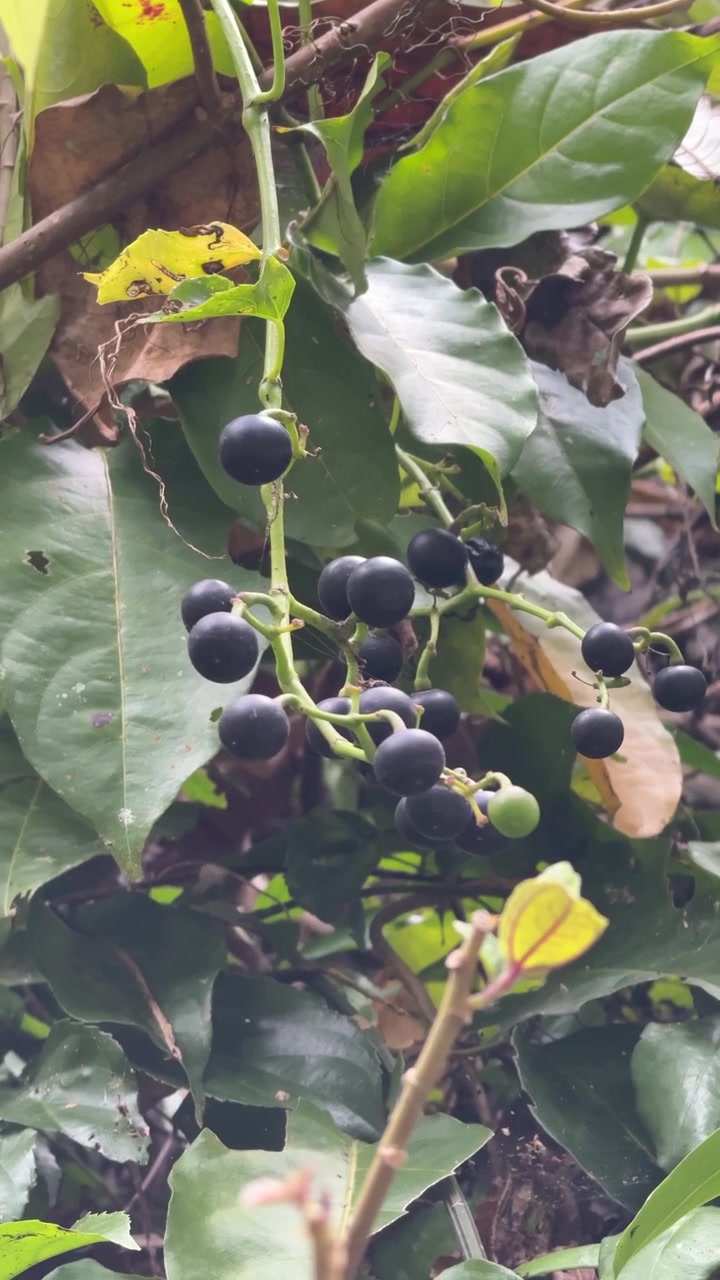 Grappolo di bacche scure mature appese a una vite