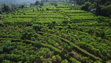 aerial dolly shot of terraced fields in the sidemen area farm of bali with a view of the green agricultural fields with scattered bushes and trees while traveling through indonesia