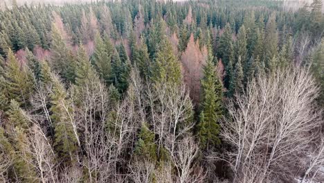 drone slowly passing over a wintery forest